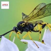 Apex Pest Control Leeds image 6